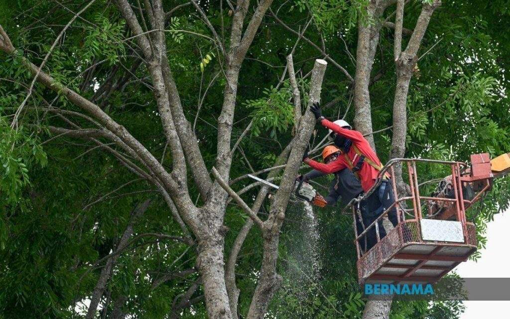 pokok tumbang