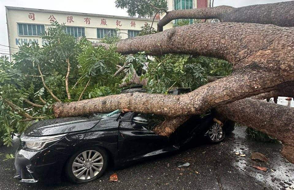 pokok tumbang